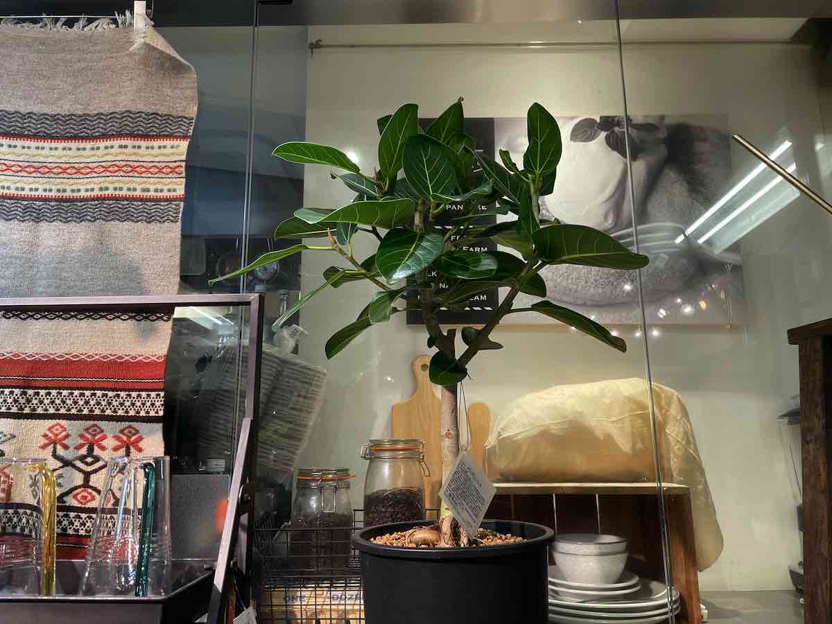 ジャーナルスタンダード Journal Standard Furniture Etc 写真2 2 吉祥寺 Kichijoji Go