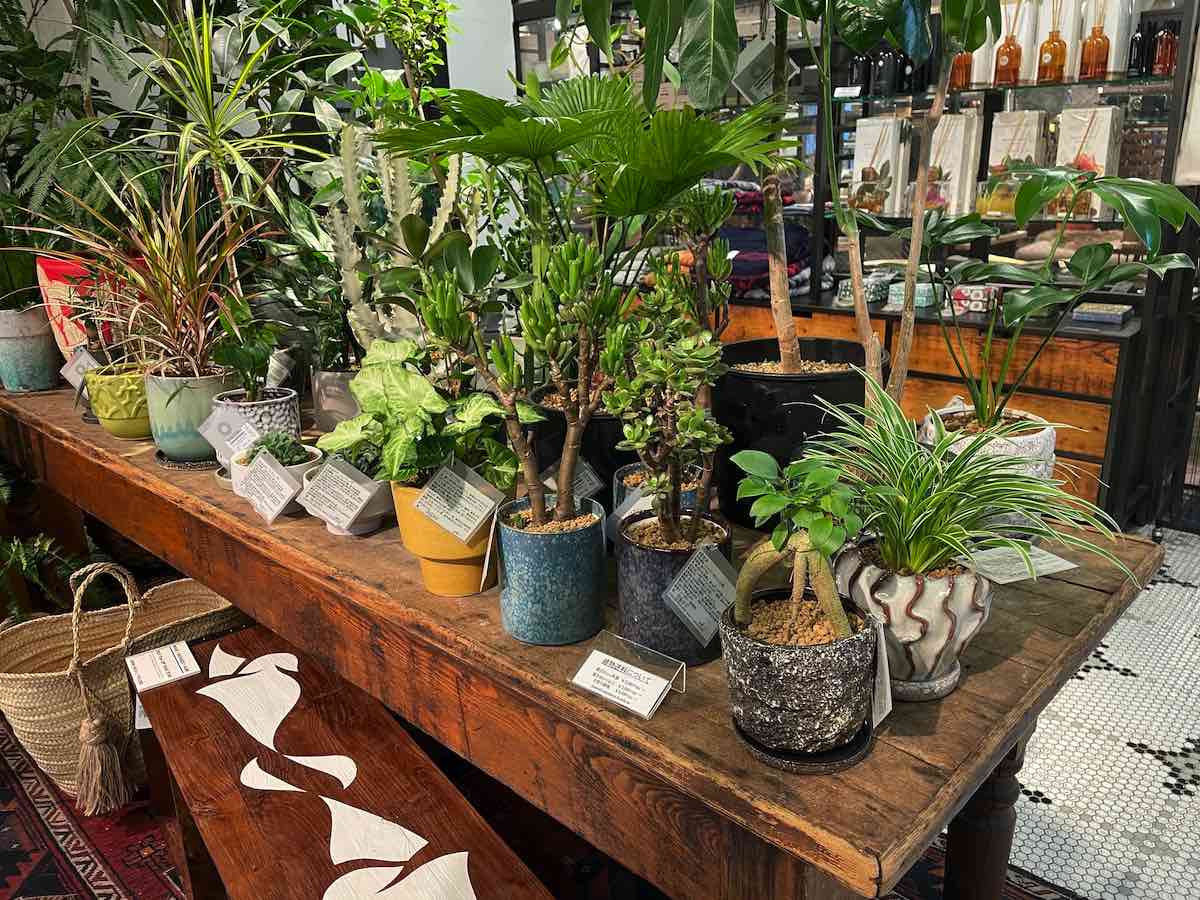 ジャーナルスタンダード Journal Standard Furniture Etc 国内外ブランド家具が充実 吉祥寺 Kichijoji Go ジャーナルスタンダード Journal Standard Furniture Etc 国内外ブランド家具が充実 吉祥寺 Kichijoji Go