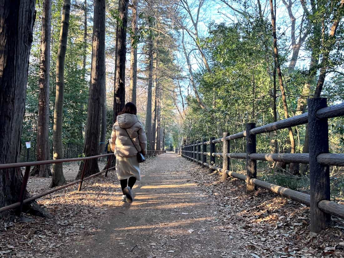 玉川上水沿いの道